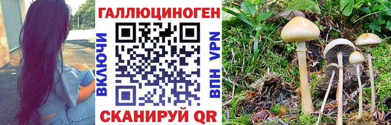 omg онион  Ленинградская  дарк нет телеграм  Галлюциногенные грибы Cubensis 